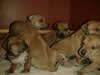 Sadie's puppies modeling for Dogs Today