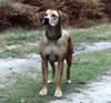Khala in the woods