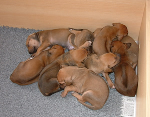 Pups in a heap