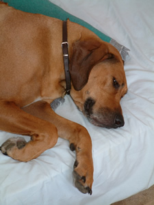 Sura Resting