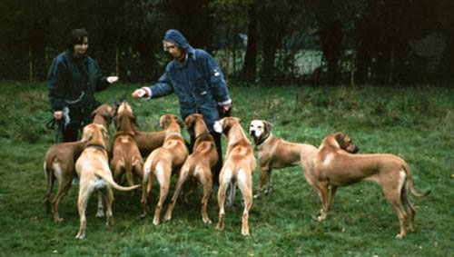 Can you imagine nine terriers waiting for biscuits so patiently?