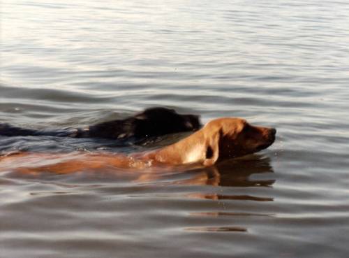 Gayo beating a gundog at her own game.