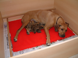 Sura with her pups